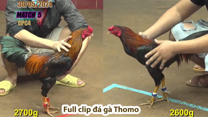 CPC4- TRẬN 5 | đá gà Thomo | 30/05/2024