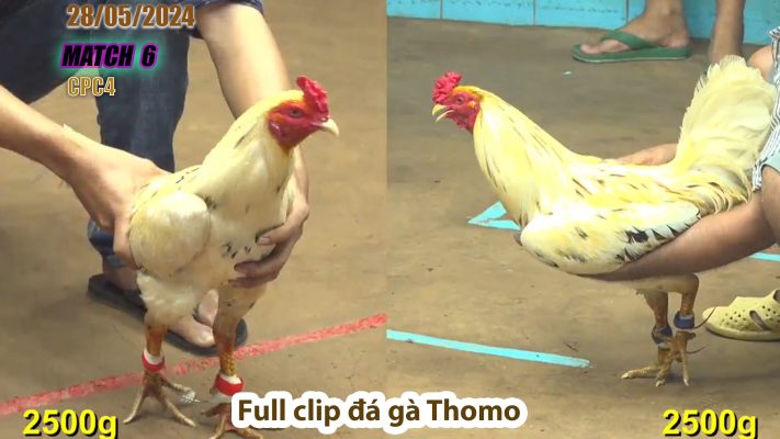 CPC4- TRẬN 6 | đá gà Thomo | 28/05/2024