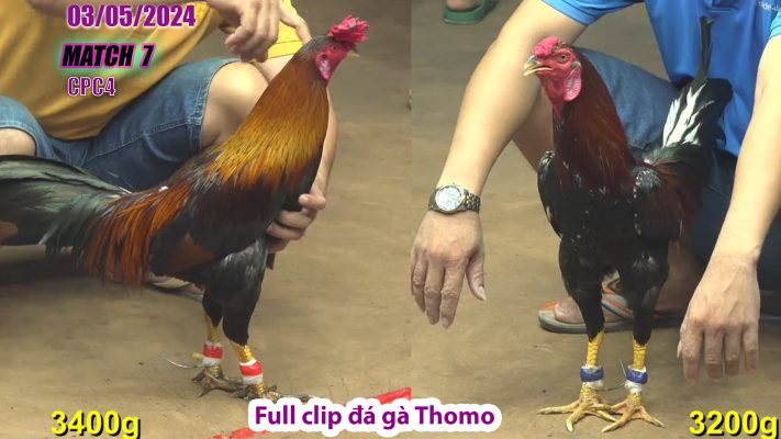 CPC4- TRẬN 7 | đá gà Thomo | 03/05/2024