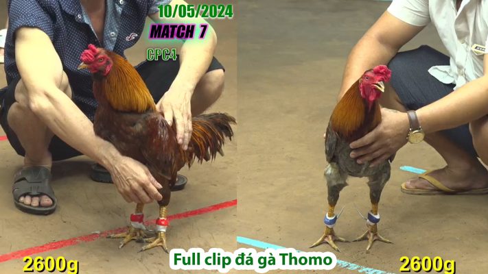 CPC4- TRẬN 7 | đá gà Thomo | 10/05/2024