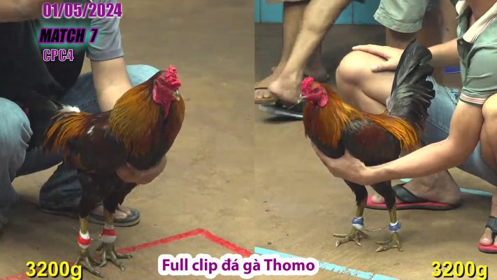 CPC4- TRẬN 7 | đá gà Thomo | 01/05/2024