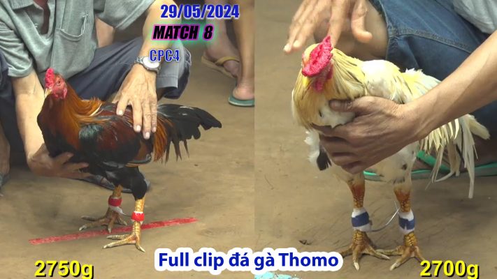 CPC4- TRẬN 8 | đá gà Thomo | 29/05/2024