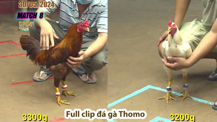 CPC4- TRẬN 8 | đá gà Thomo | 30/05/2024