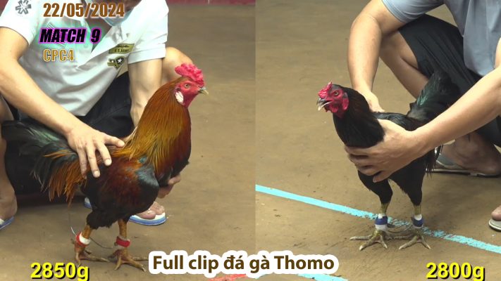 CPC4- TRẬN 9 | đá gà Thomo | 22/05/2024