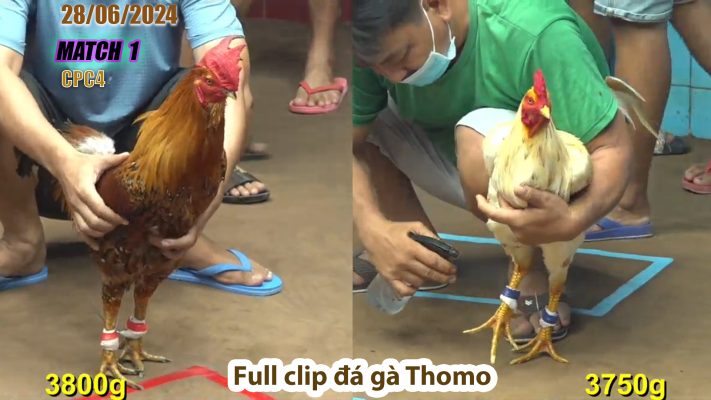 CPC4- TRẬN 1| đá gà Thomo | 28/06/2024