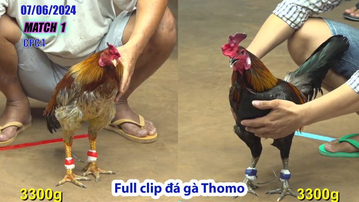 CPC4- TRẬN 1 | đá gà Thomo | 07/06/2024