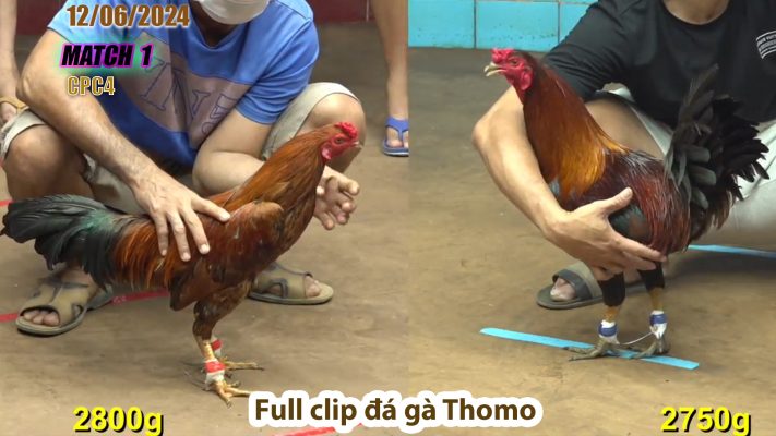 CPC4- TRẬN 1 | đá gà Thomo | 12/06/2024