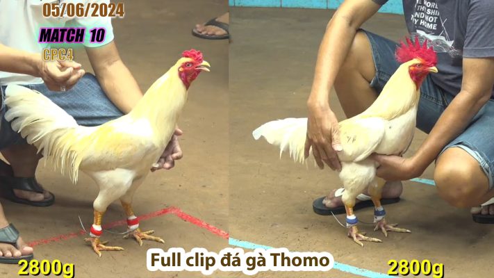 CPC4- TRẬN 10 | đá gà Thomo | 05/06/2024