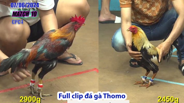 CPC4- TRẬN 10 | đá gà Thomo | 07/06/2024