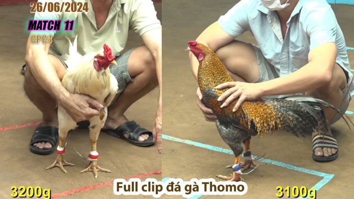 CPC4- TRẬN 11 | đá gà Thomo | 26/06/2024