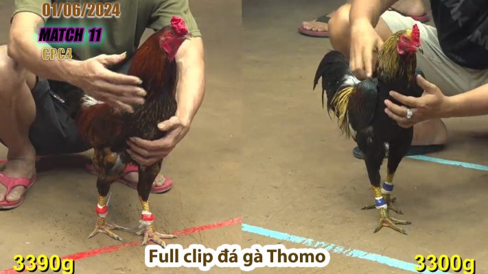 CPC4- TRẬN 11 | đá gà Thomo | 01/06/2024