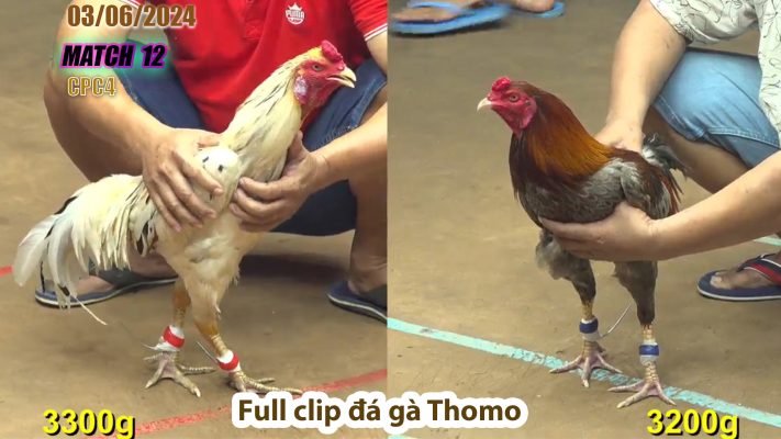 CPC4- TRẬN 12 | đá gà Thomo | 03/06/2024