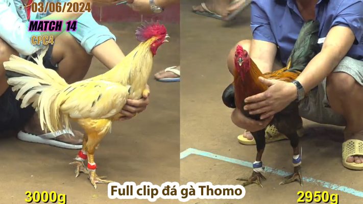 CPC4- TRẬN 14 | đá gà Thomo | 03/06/2024