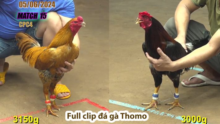 CPC4- TRẬN 15 | đá gà Thomo | 05/06/2024