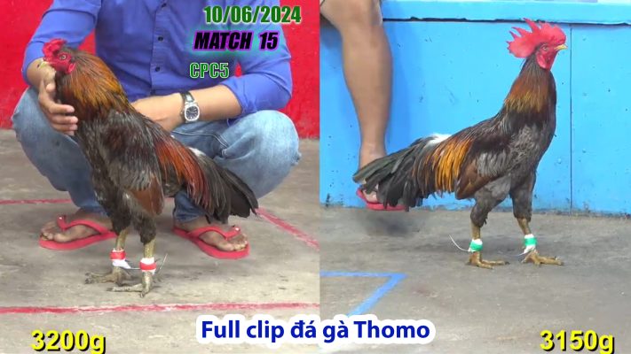 CPC5- TRẬN 15 | đá gà Thomo | 10/06/2024