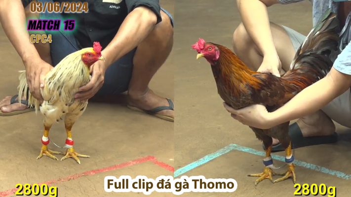 CPC4- TRẬN 15 | đá gà Thomo | 03/06/2024