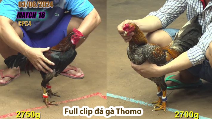 CPC4- TRẬN 16 | đá gà Thomo | 03/06/2024