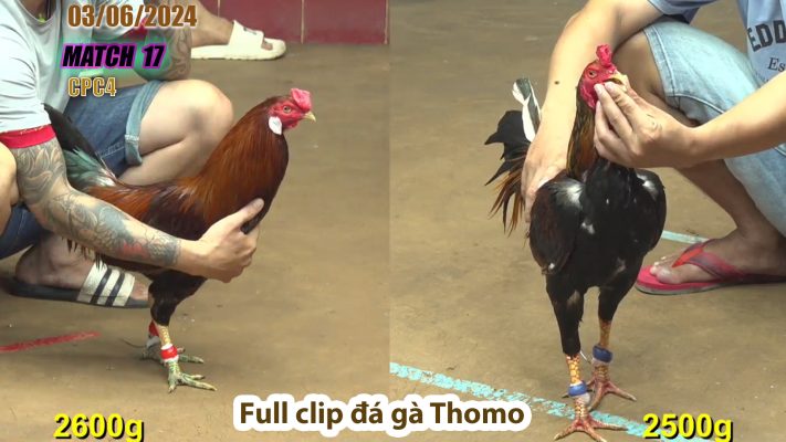 CPC4- TRẬN 17 | đá gà Thomo | 03/06/2024