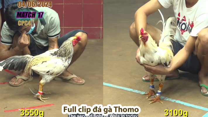 CPC4- TRẬN 17 | đá gà Thomo | 04/06/2024