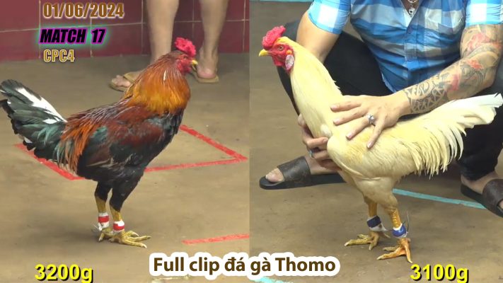 CPC4- TRẬN 17 | đá gà Thomo | 01/06/2024