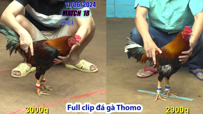 CPC4- TRẬN 18 | đá gà Thomo | 11/06/2024