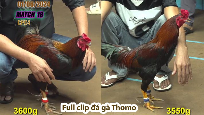 CPC4- TRẬN 18 | đá gà Thomo | 01/06/2024