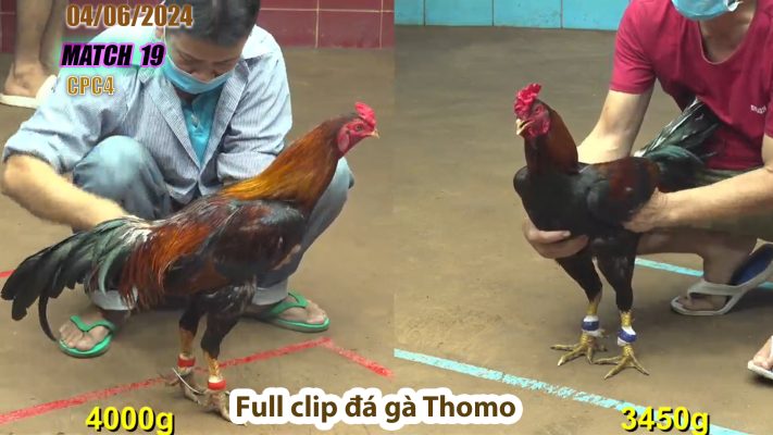 CPC4- TRẬN 19 | đá gà Thomo | 04/06/2024