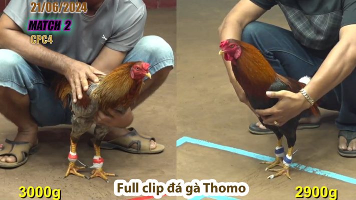 CPC4- TRẬN 2 | đá gà Thomo | 21/06/2024