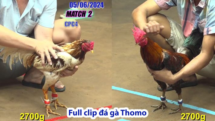 CPC4- TRẬN 2 | đá gà Thomo | 05/06/2024