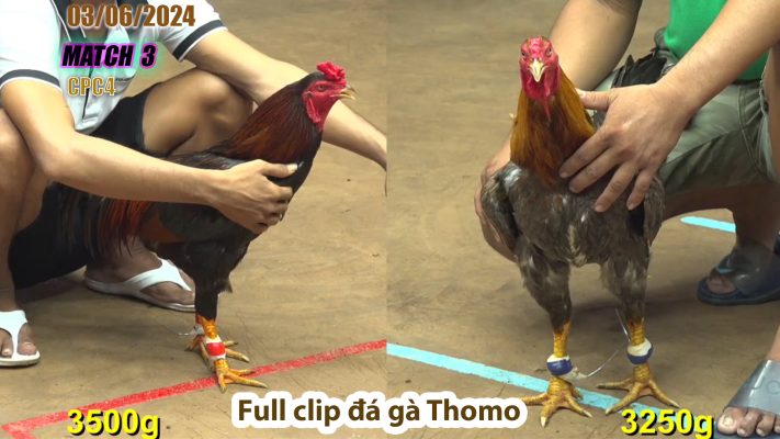 CPC4- TRẬN 3 | đá gà Thomo | 03/06/2024