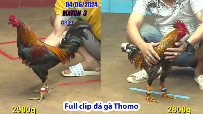 CPC4- TRẬN 3 | đá gà Thomo | 04/06/2024