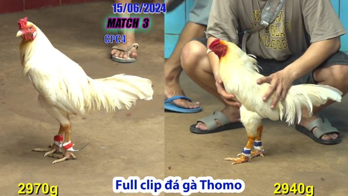 CPC4- TRẬN 3 | đá gà Thomo | 15/06/2024