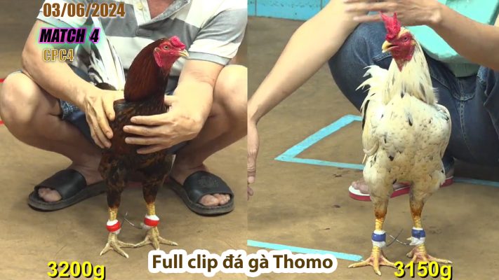 CPC4- TRẬN 4 | đá gà Thomo | 03/06/2024