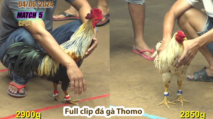 CPC4- TRẬN 5 | đá gà Thomo | 04/06/2024