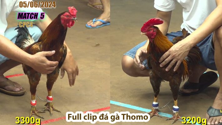 CPC4- TRẬN 5 | đá gà Thomo | 05/06/2024