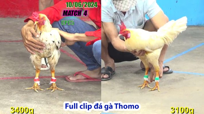 CPC5- TRẬN 4 | đá gà Thomo | 10/06/2024