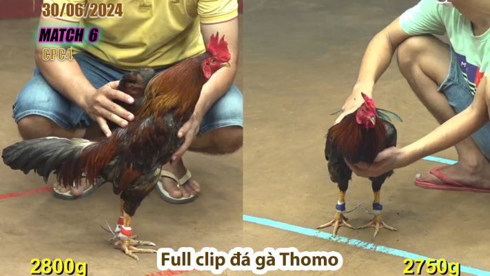 CPC4- TRẬN 6 | đá gà Thomo | 30/06/2024