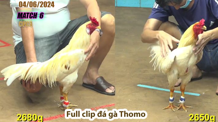 CPC4- TRẬN 6 | đá gà Thomo | 04/06/2024