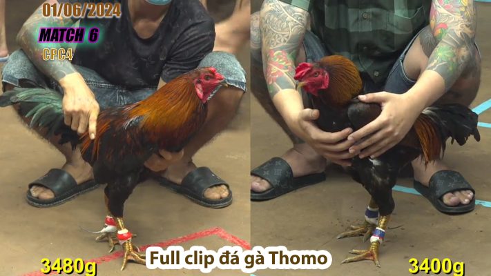 CPC4- TRẬN 6 | đá gà Thomo | 01/06/2024