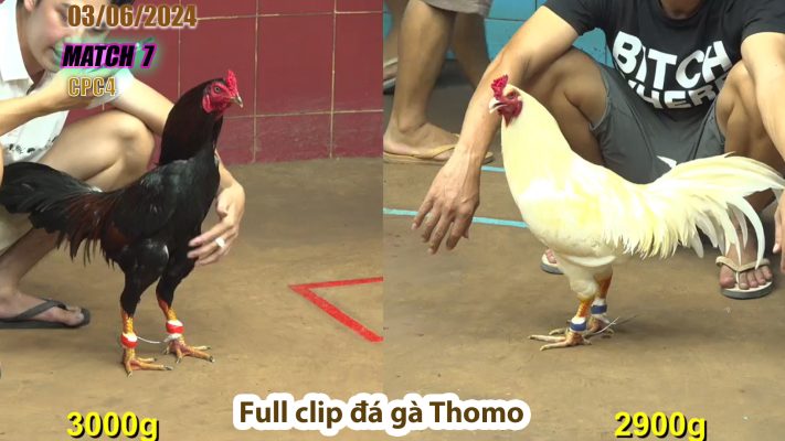 CPC4- TRẬN 7 | đá gà Thomo | 03/06/2024