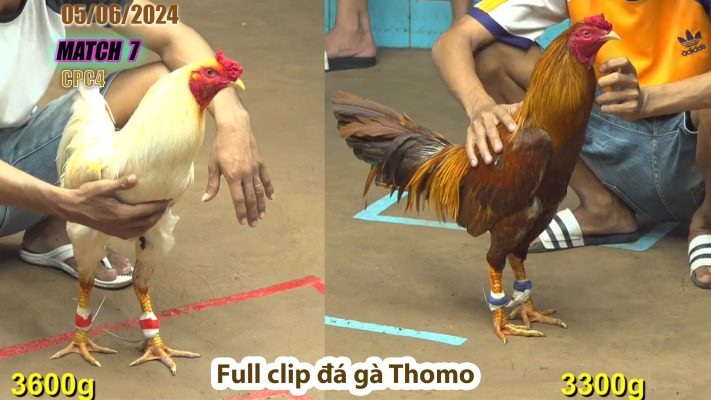 CPC4- TRẬN 7 | đá gà Thomo | 05/06/2024