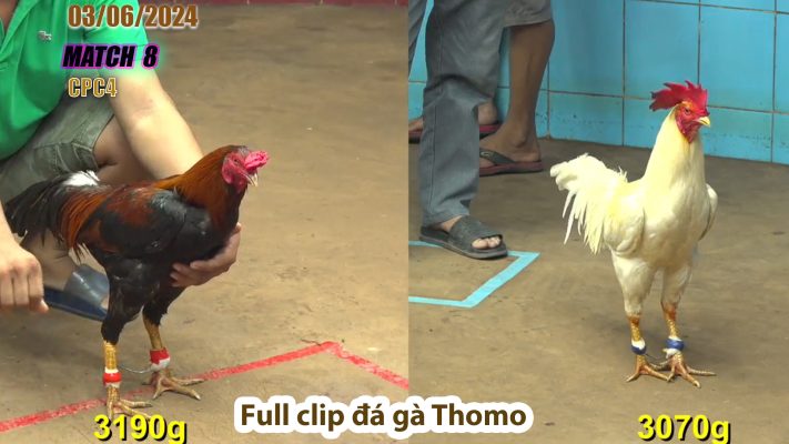 CPC4- TRẬN 8 | đá gà Thomo | 03/06/2024