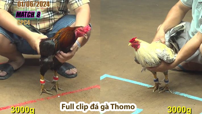 CPC4- TRẬN 8 | đá gà Thomo | 01/06/2024