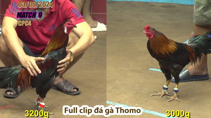 CPC4- TRẬN 9 | đá gà Thomo | 03/06/2024