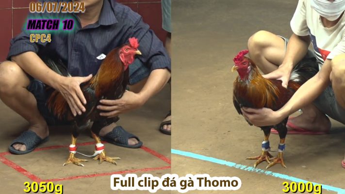 CPC4- TRẬN 10 | đá gà Thomo | 06/07/2024