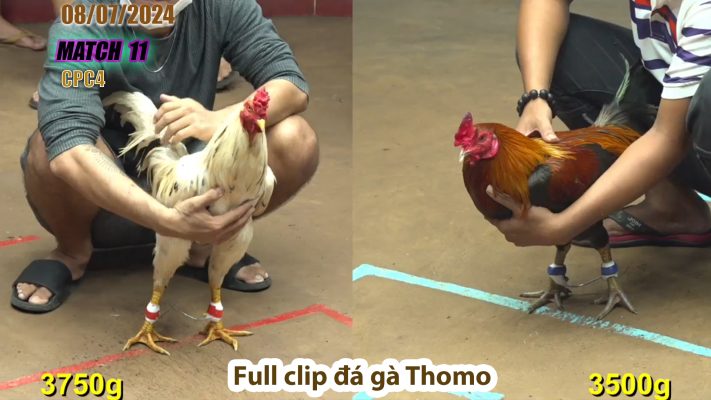 CPC4- TRẬN 11 | đá gà Thomo | 08/07/2024