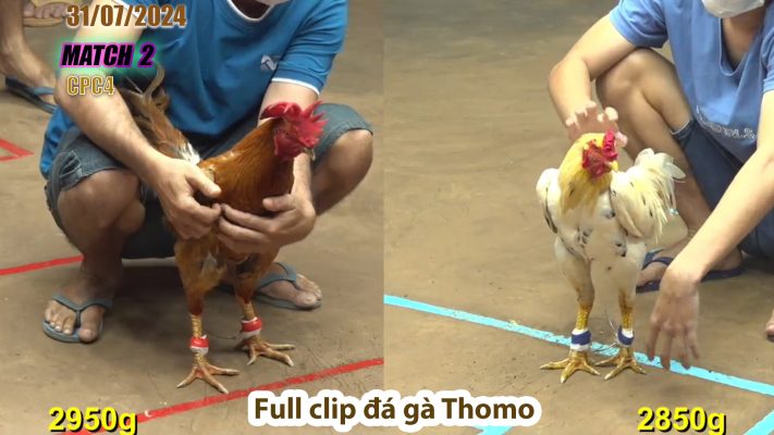 CPC4- TRẬN 2 | đá gà Thomo | 31/07/2024