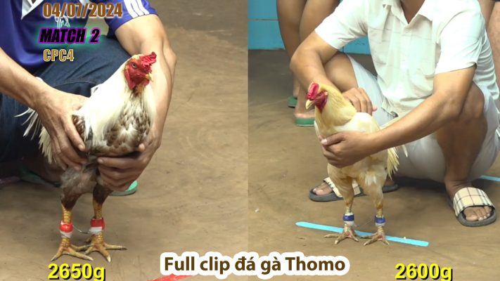 CPC4- TRẬN 2 | đá gà Thomo | 04/07/2024