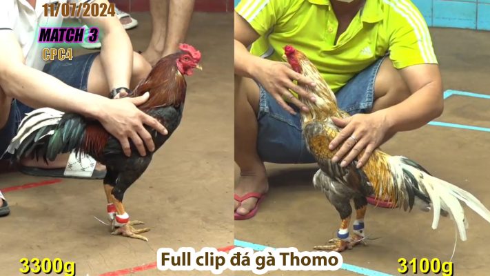 CPC4- TRẬN 3 | đá gà Thomo | 11/07/2024