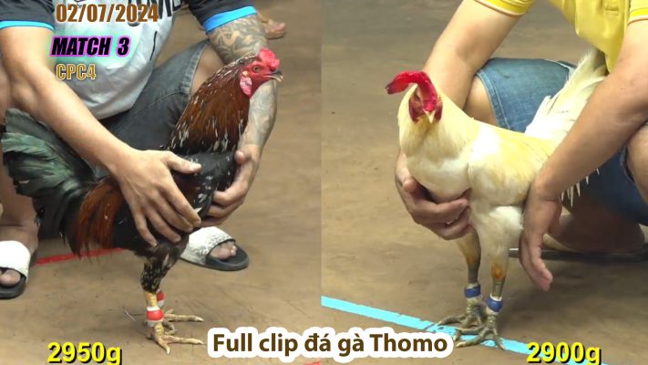 CPC4- TRẬN 3 | đá gà Thomo | 02/07/2024